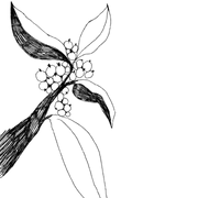 Ana Roš Drinks logo